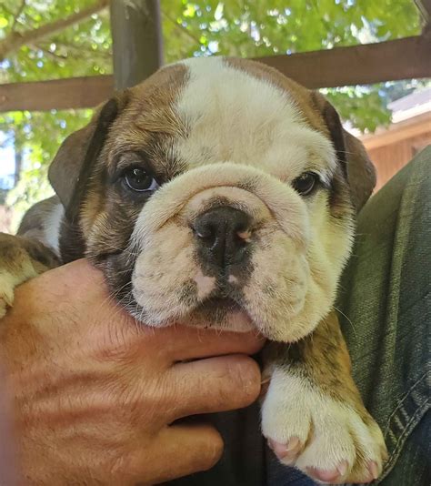 bulldog puppies oregon|bulldog puppies in oregon.